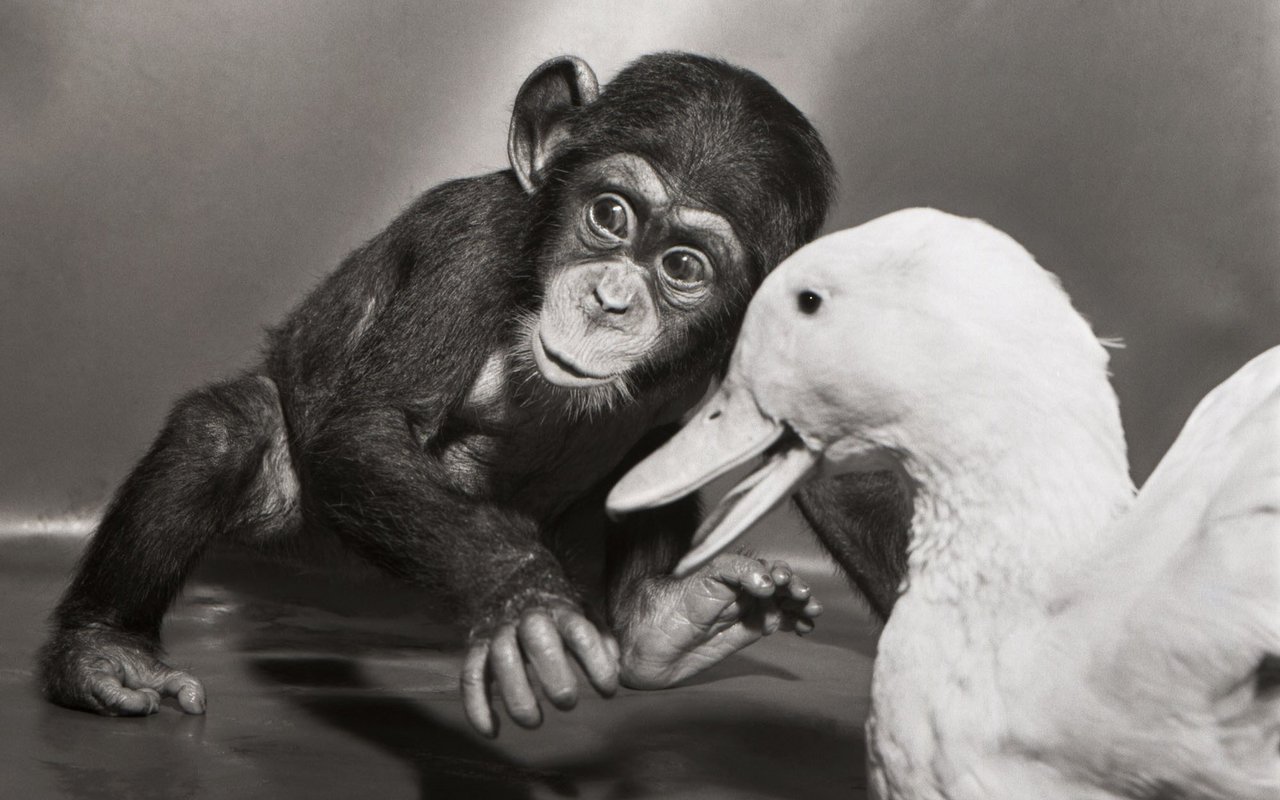 Eine Ente mit einem Schimpansen, aus dem Buch "The Duck" von 1951.