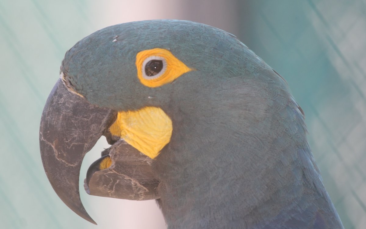 Der Zoo von São Paulo nannte den ersten dort geschlüpften Lear-Ara Theobaldo Leari. Er wurde zu einer Persönlichkeit im Land. 
