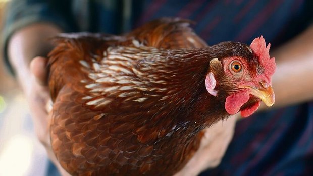 So wird ein Huhn schonend transportiert.