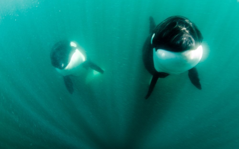 Die Jungen lernen von den ausgewachsenen Orcas durch Beobachten und Nachahmen. 
