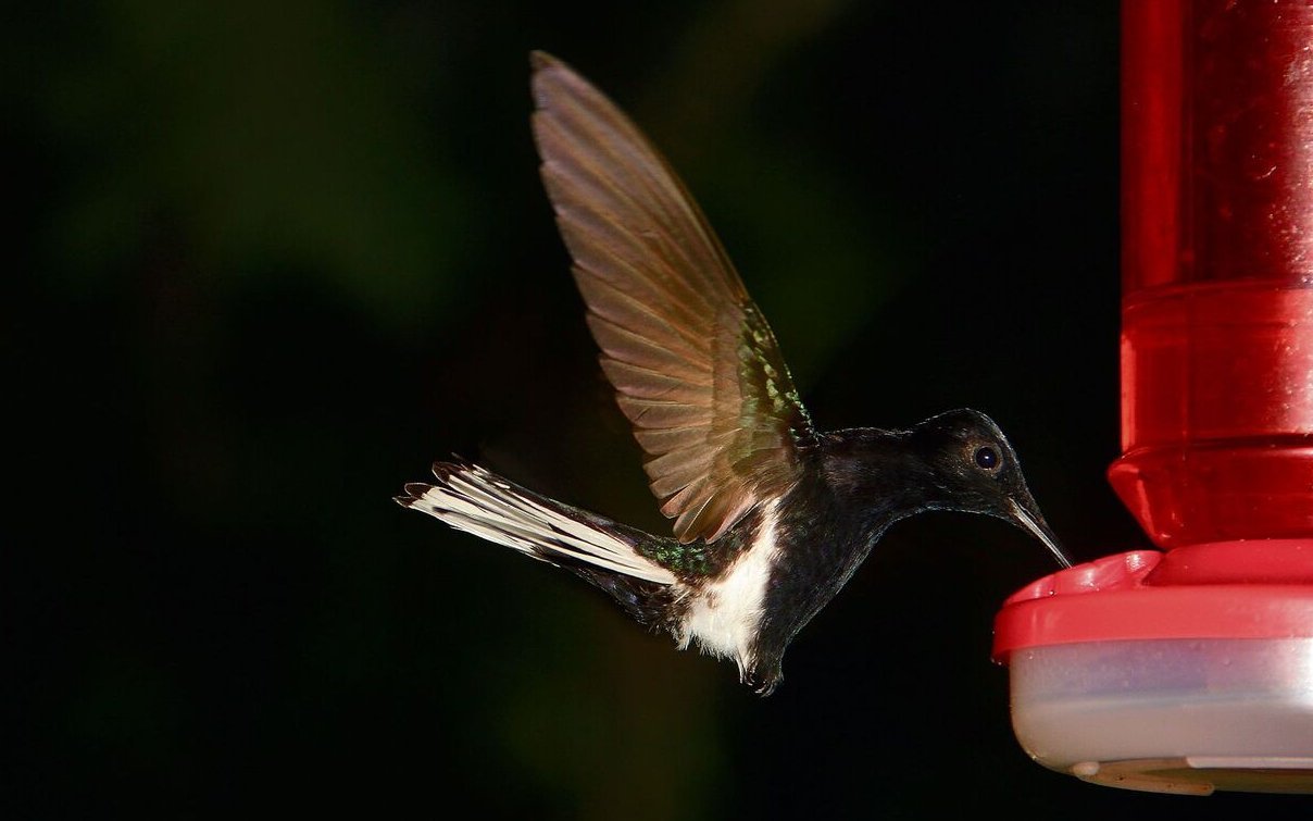 Das Gefieder des Schwarzkolibris funkelt. 