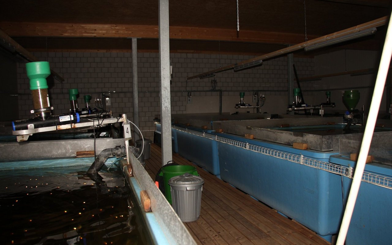 Der Zander ist ein Raubfisch und fühlt sich in gedämpftem Licht wohl. 