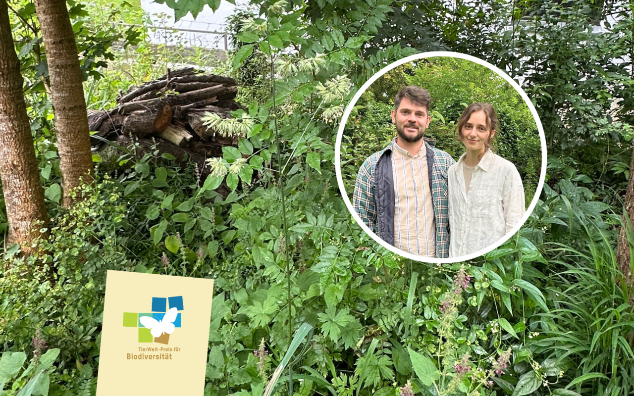 Michael Koller und Lisa Senn haben ein Paradies für Nashornkäfer geschaffen.