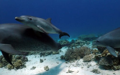 Grosse Tümmler sind allen Ozeanen Zuhause. 