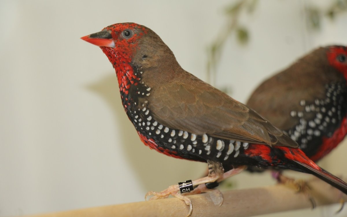 Männchen der Gemalten Amadine mit vollständig roter Gesichtsmaske und roter tropfenartiger Brustzeichnung. 