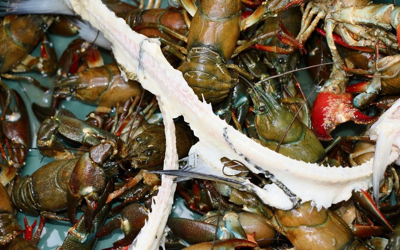 In den Reusen machen sich die Signalkrebse über Fischreste her. Sie sind Allesfresser. 