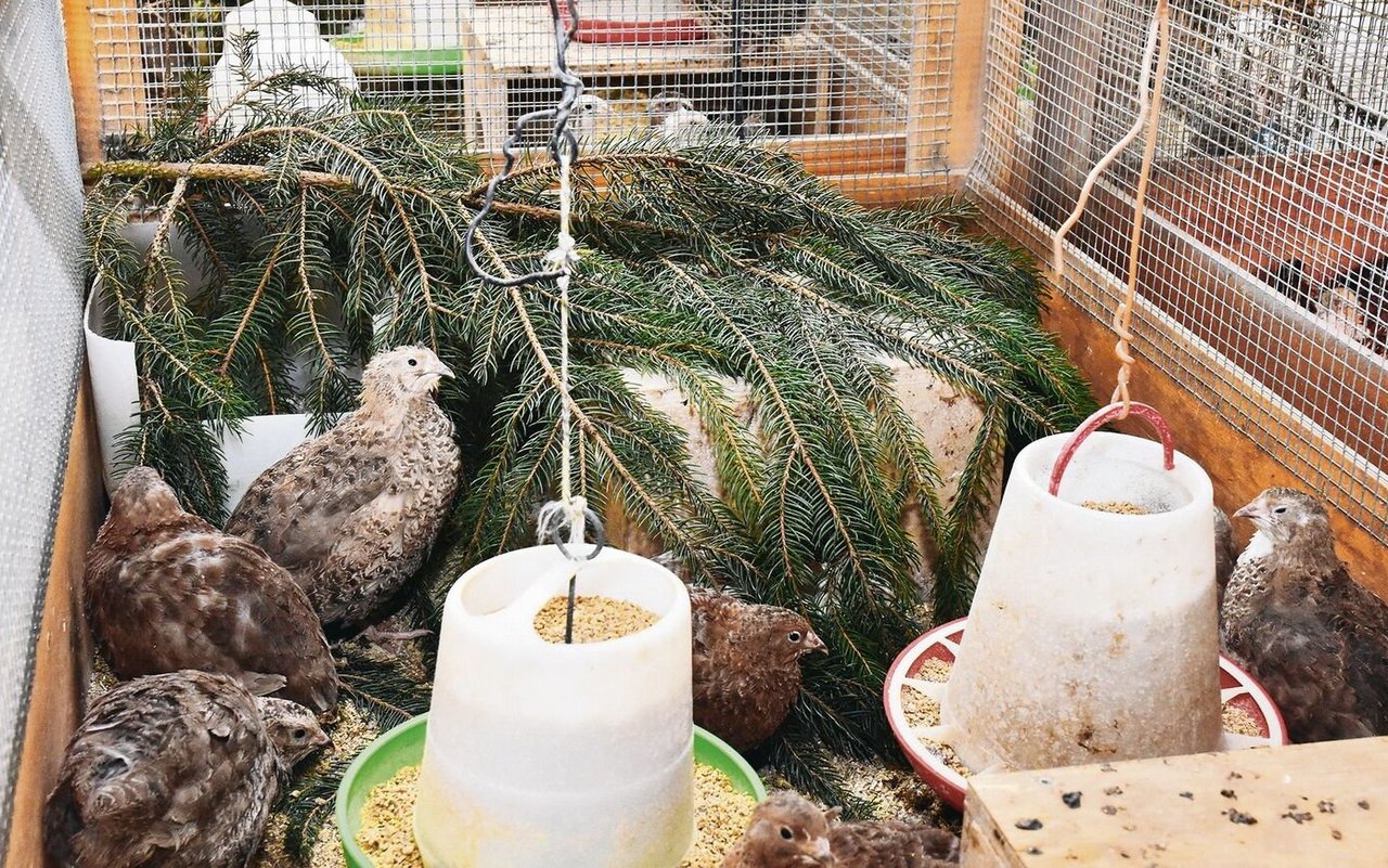 Wachteln brauchen  Rückzugsmöglichkeiten.Die Tannenäste lieben sie sehr, um darunter Eier zu legen oder sich einfach mal zu verkriechen.