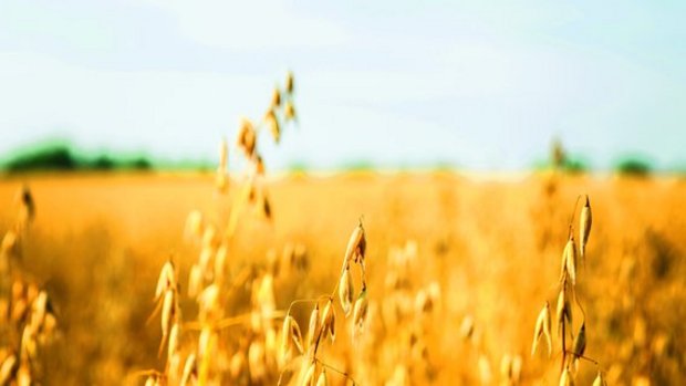In der Schweiz werden derzeit etwa ein Drittel Winterhafer(vorwiegend Sorte Eagle) und zwei Drittel Sommerhafer(hauptsächlich Canyon und Husky) angebaut. Während diese bewährten Sorten weit verbreitet sind, steigt die Nachfrage nach den neuen Sorten Lion und Delfin. Entscheidend für die Wahl der Sorte sind Ertrag, Standfestigkeit und Rostanfälligkeit.