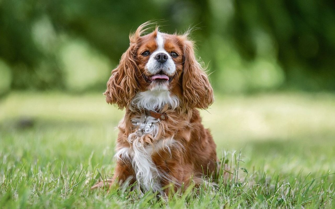 Cavalier King Charles Spaniels wurden bereits im Mittelalter als Begleiter in Königshäusern gehalten. 