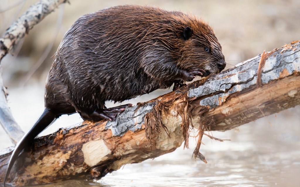 Der Biber ist ein Schlüsseltier für die Ökosysteme in Kanada.