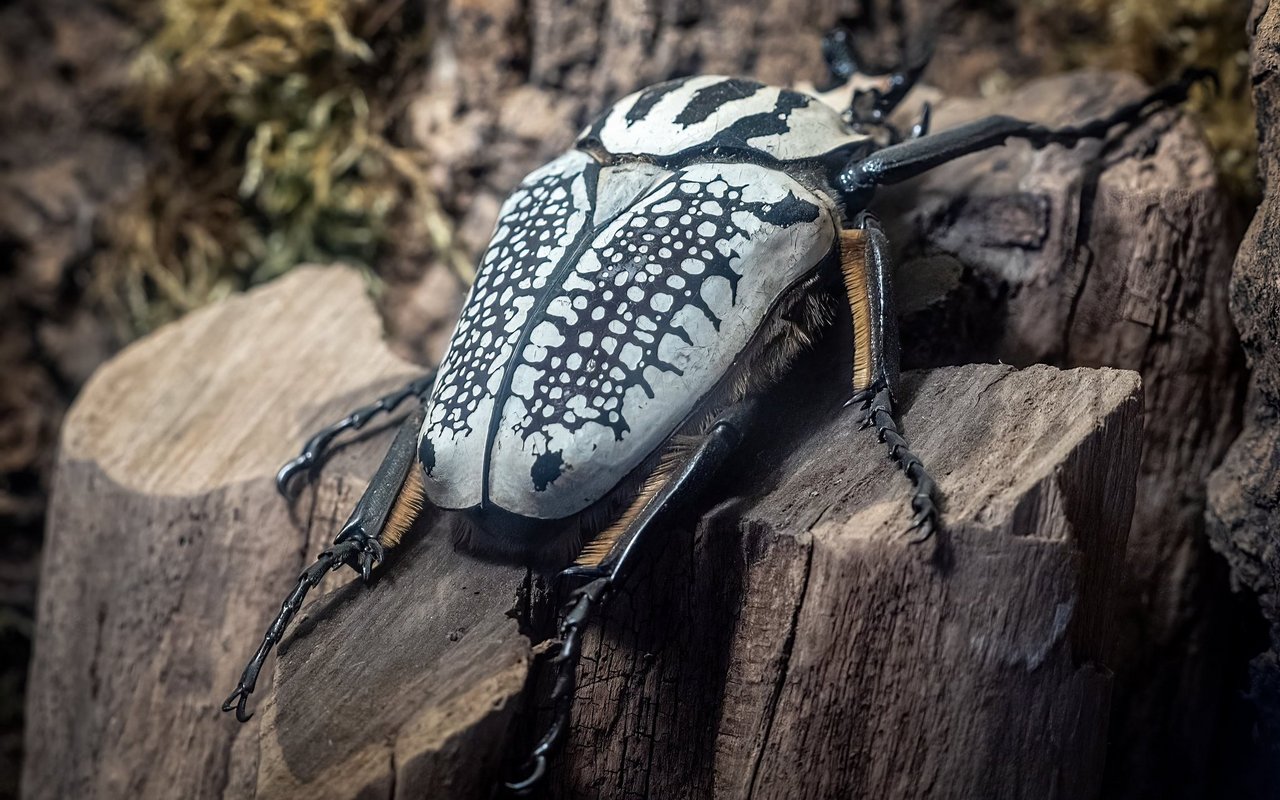 Der Goliathkäfer lebt vor allem im zentralen Afrika. 