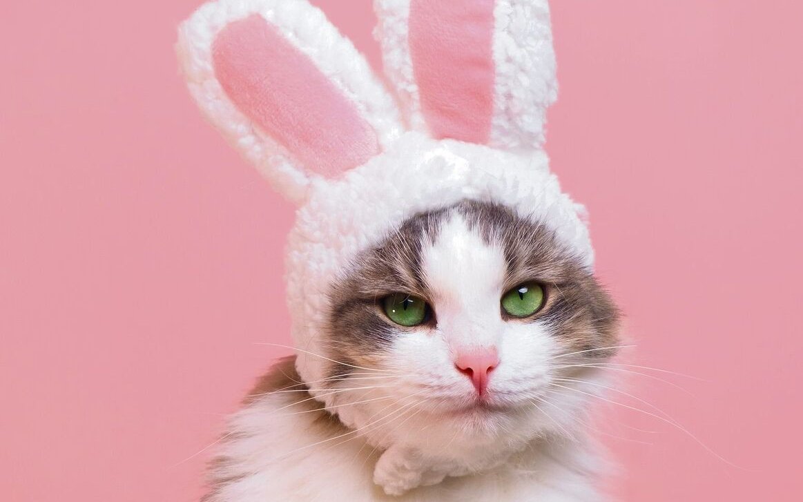 Das Tierwohl bleibt oft auf der Strecke.