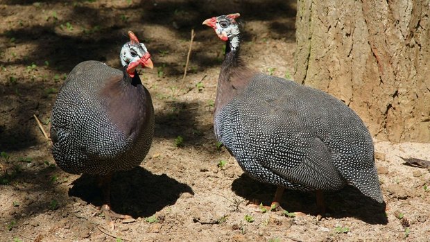 Helmperlhühner sind in Gruppen unterwegs.