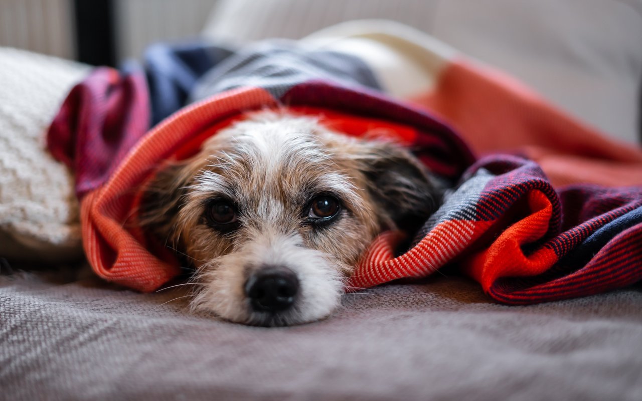 In Notfällen kann ein Laie auch bei Hunden 1. Hilfe leisten.