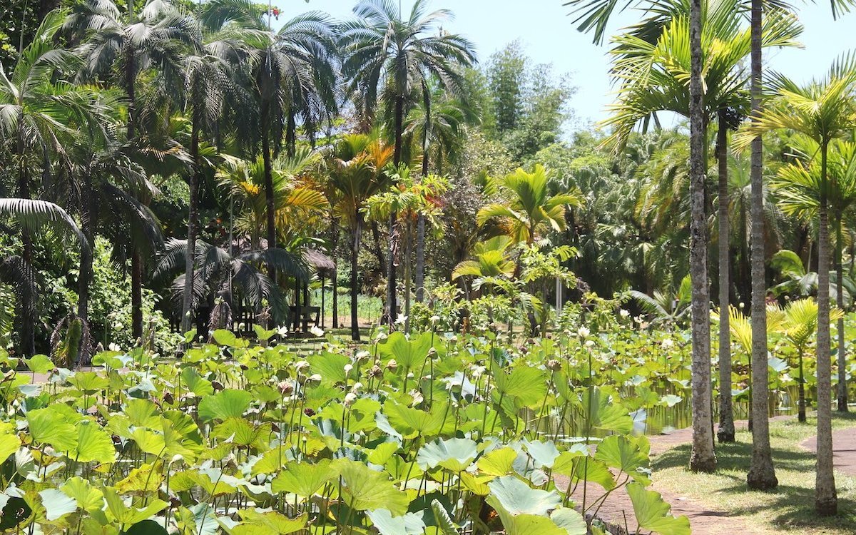 Tropisches Klima im Botanischen Garten von Pamplemousse auf Mauritius lässt Lotosblumen im Teich wachsen. 