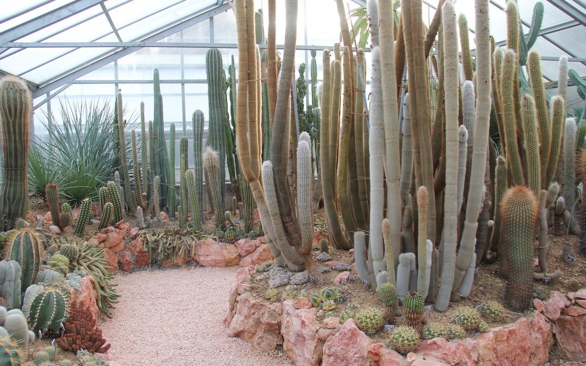 Im Botanischen Garten von Porrentruy (JU) gedeihen Sukkulenten wie diese Kakteen in einem separaten Haus. 