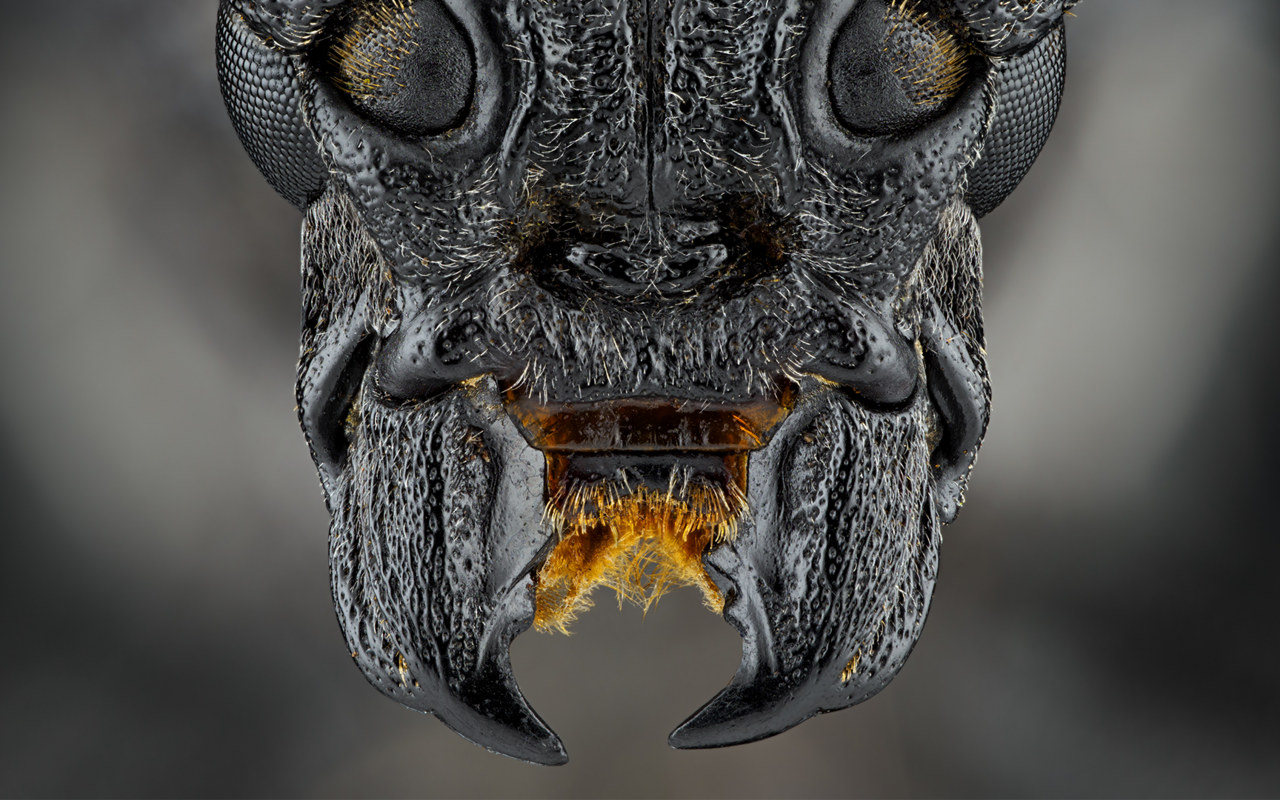 Einer der grössten Käfer Europas – ein Grosser Eichenbock.