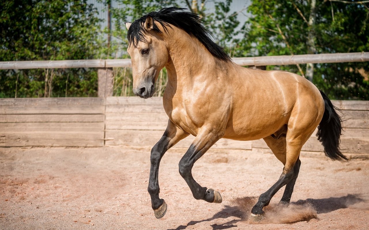 Lusitanos verfügen über eine natürliche Aufrichtung und bieten sich deshalb für die klassische Dressur an. 