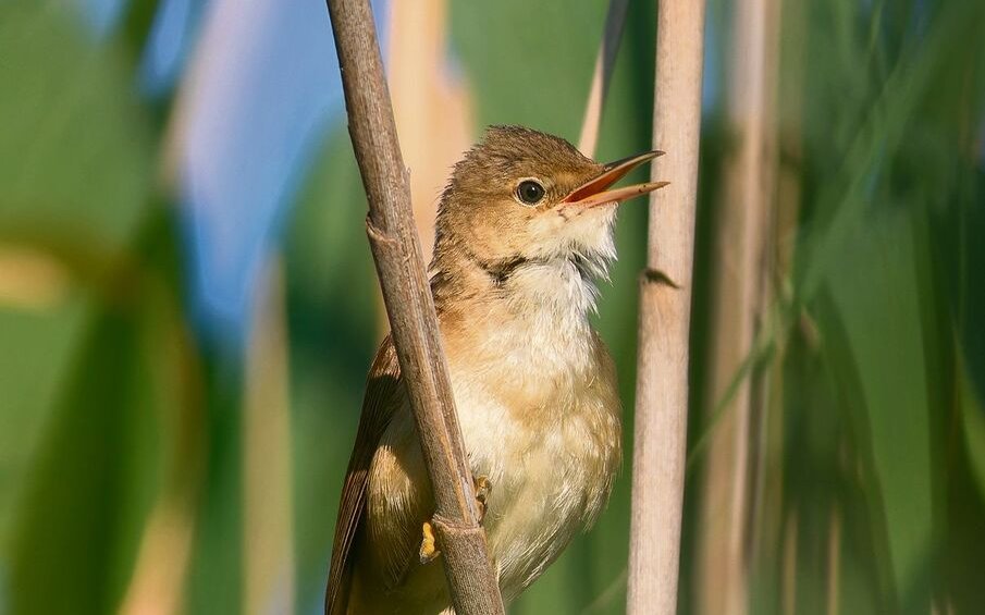 Der Teichrohrsänger ist im Schilf bestens getarnt.