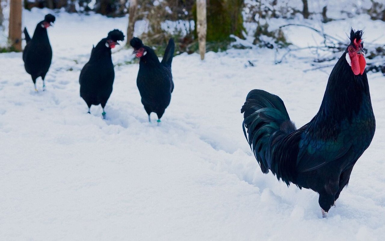 Appenzeller Spitzhaubenhühner gehören zu den 38 seltenen Nutztierrassen, für die sich ProSpecieRara einsetzt.