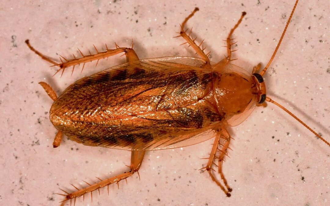 Waldschaben verirren sich manchmal in Wohnungen.