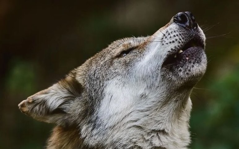 Trotz relativ hoher Wolfsdichte ist eine Begegnung mit dem Wolf in Niedersachsen selten. Eher hört man die Tiere heulen. 