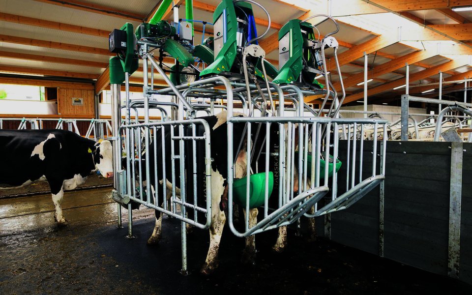 Bei der Cowtoilet stimuliert die grüne Schale den Bereich zwischen Vulva und Euter und fängt den Urin auf.