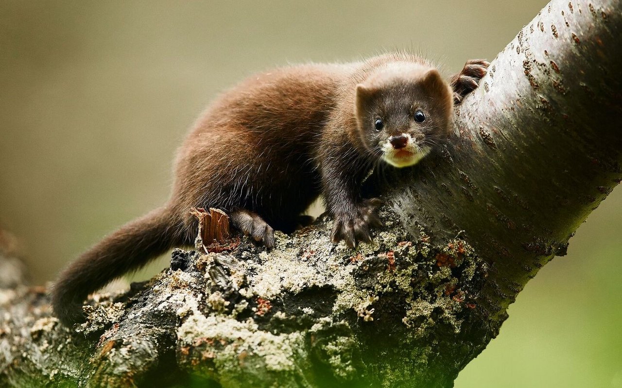 Europäische Nerze können gut klettern, schwimmen und tauchen. Darum haben sie Schwimmhäute zwischen den Krallen. 