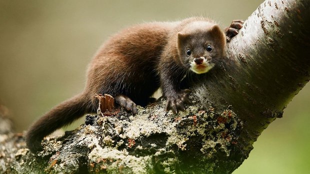 Europäische Nerze können gut klettern, schwimmen und tauchen.