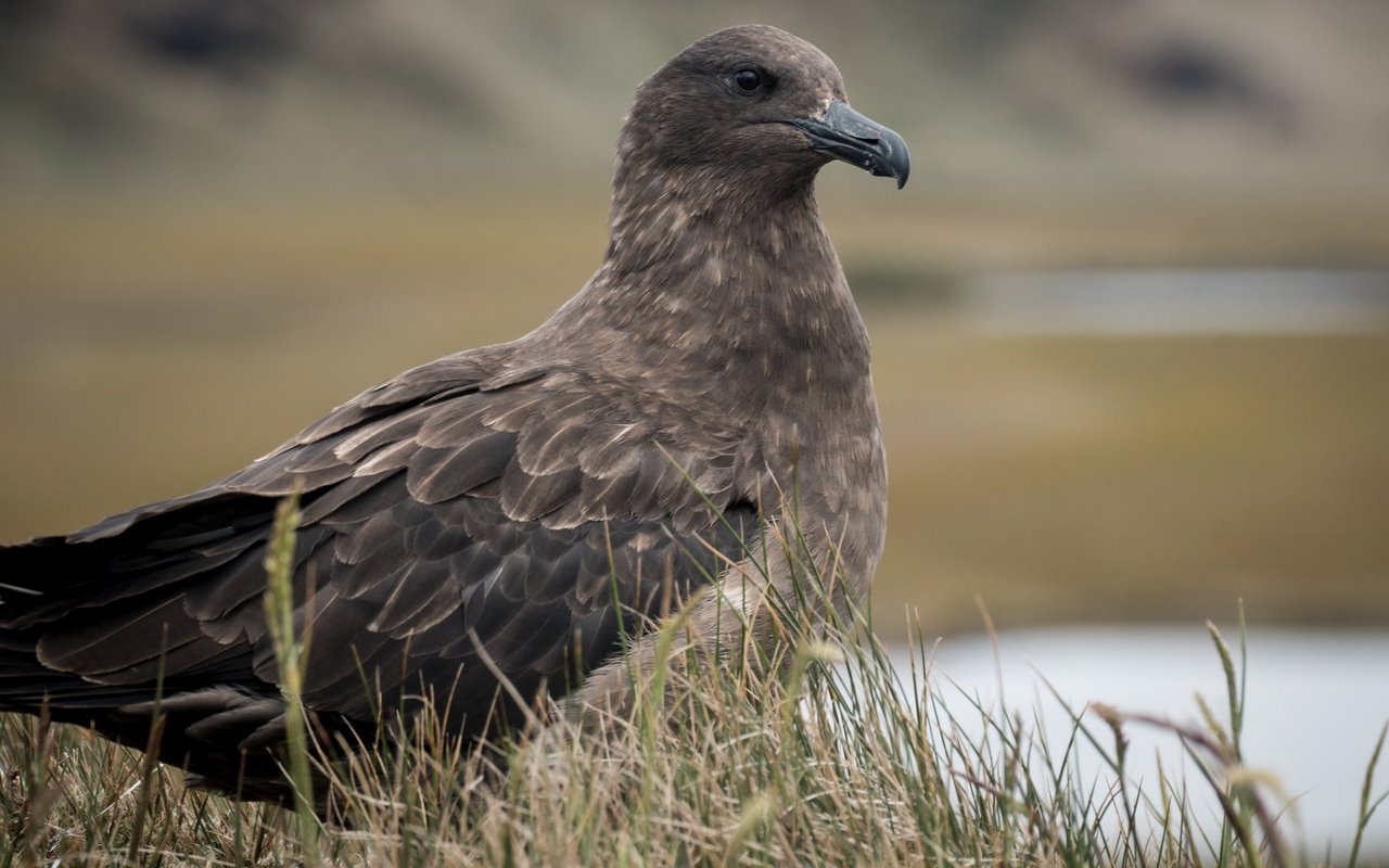 Braune Skuas räubern gerne die Eier der Zügelpinguine.