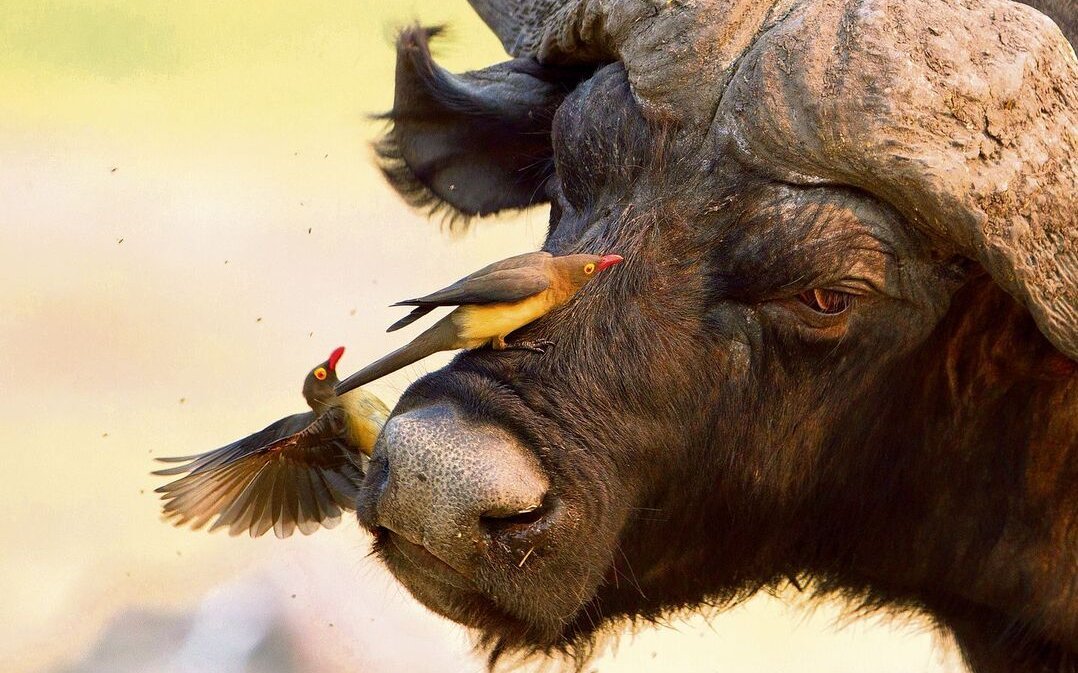 Madenhacker befreien grosse Säugetiere von Parasiten. 