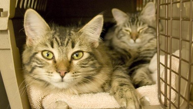 Katzen in Transportbox