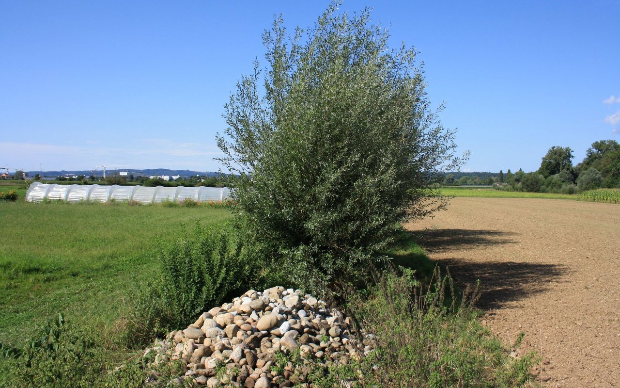 An allen Ecken und Enden sind auf dem Hof Galeggen Biodiversitätsflächen zu finden.