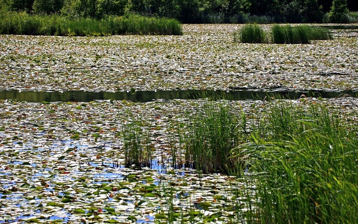 Kleine Seen können auch schon mal fast komplett mit Seerosen bedeckt sein. 