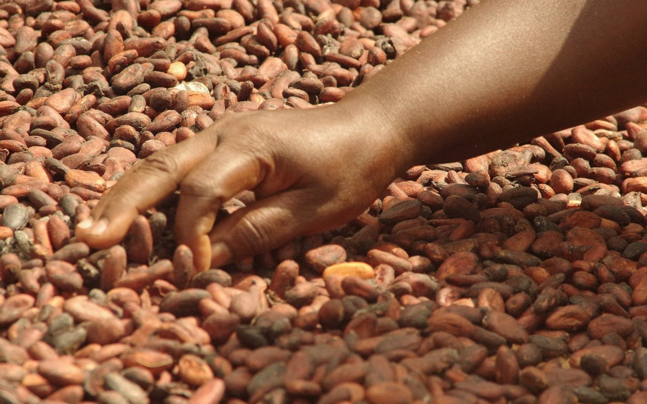 Kinderarbeit und tiefe Löhne gehören zur bitteren Seite der Schokoladenproduktion. 
