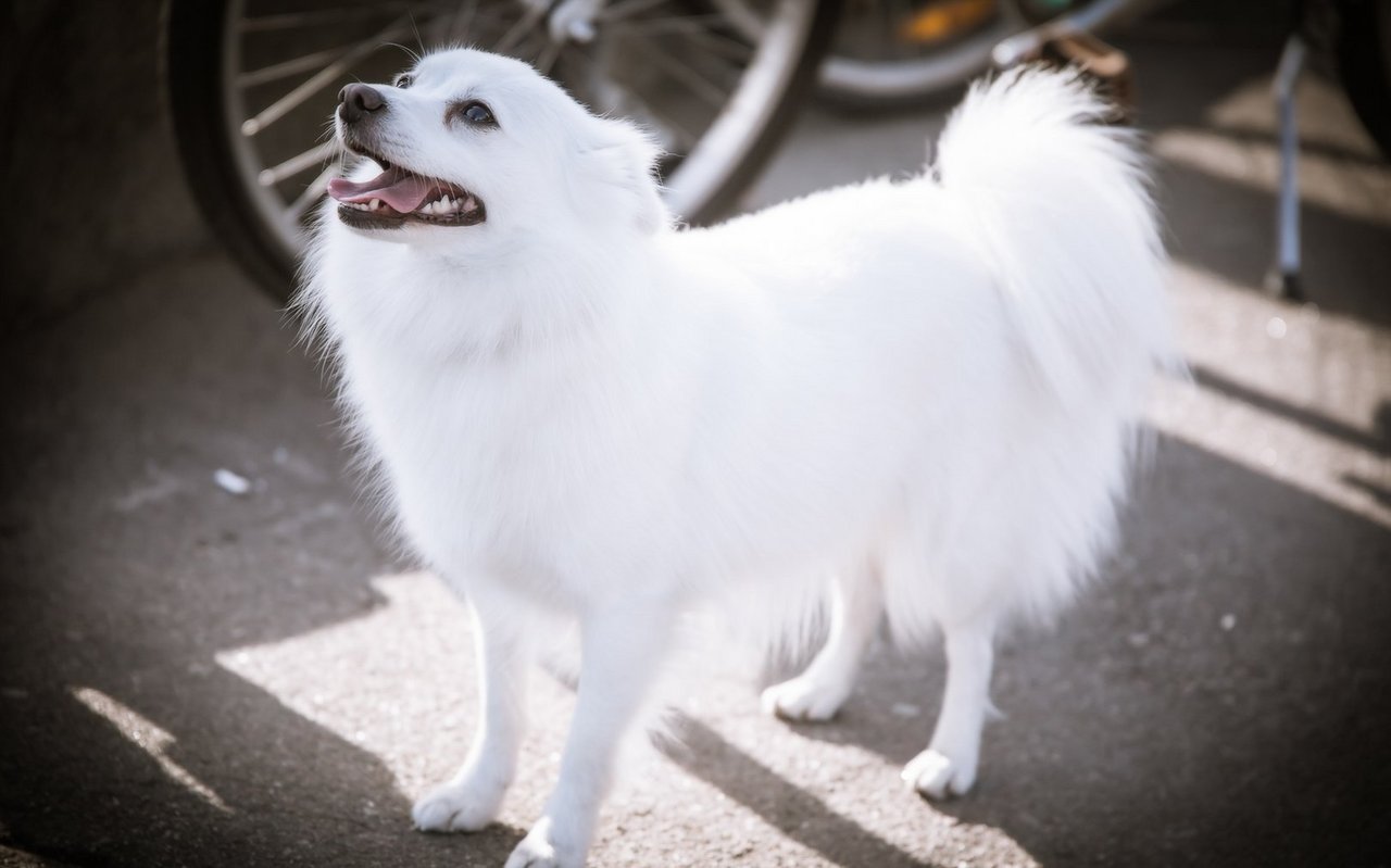 Das dichte Fell und die spitze Schnauze geben dem Volpino Italiano sein charakteristisches Aussehen, das stark an einen Fuchs erinnert.
