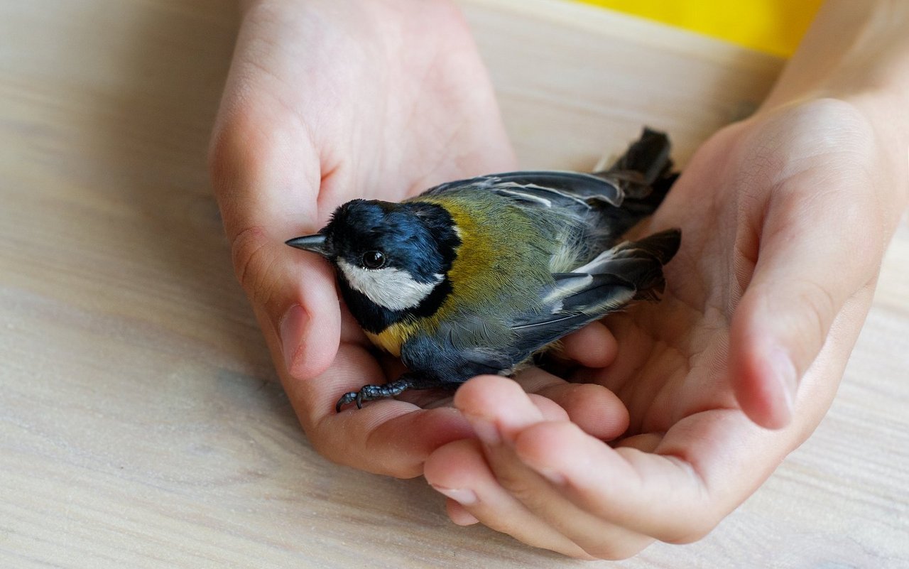 Nach einem Flug gegen die Fensterscheibe, sind viele Vögel apathisch und können nicht mehr fliegen. 