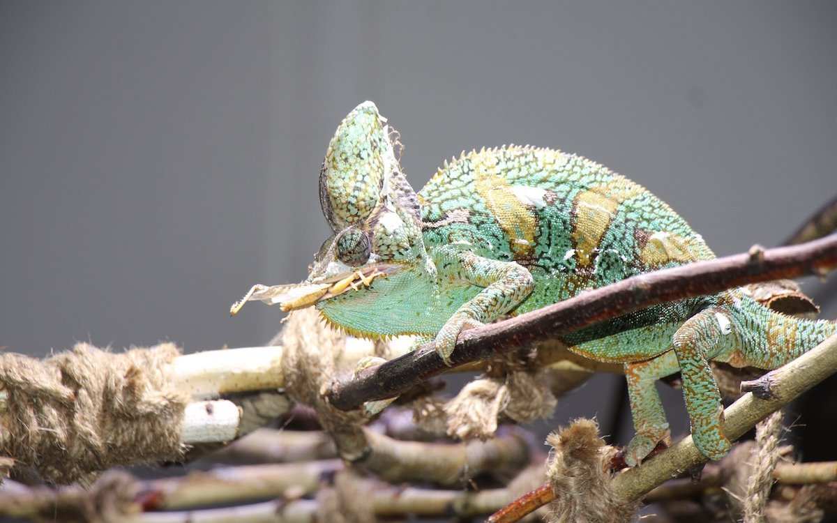 Ein Jemenchamäleon hat eine Heuschrecke erbeutet. 
