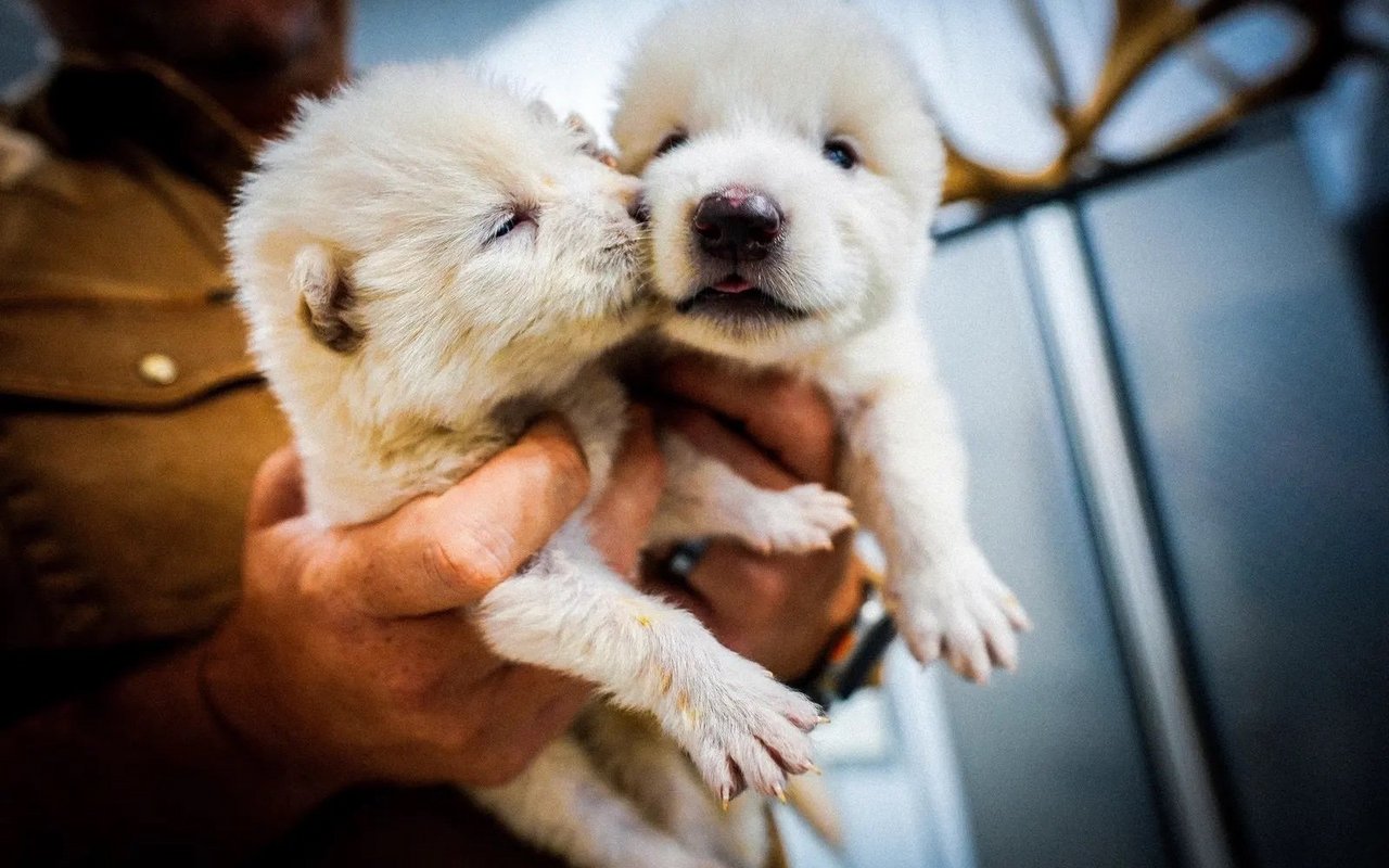 Über 12'000 Jahre war der Schattenwolf ausgestorben. Nun heult er wieder.