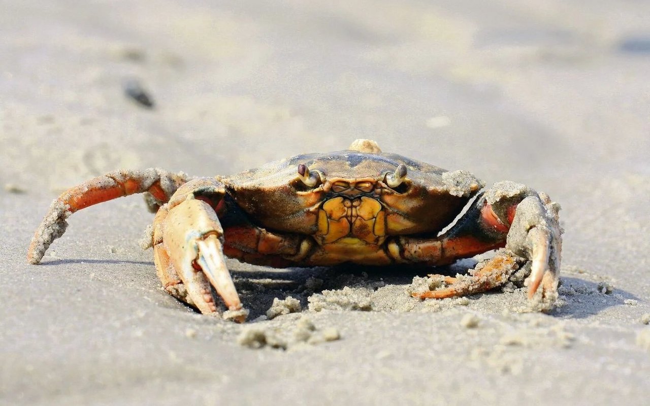 Krebse im Watt haben eine ökologische Schlüsselrolle, denn sie sind eine wichtige Beute für Vögel und Fische und fressen selbst alljährlich zehn Prozent der Biomasse im Watt.