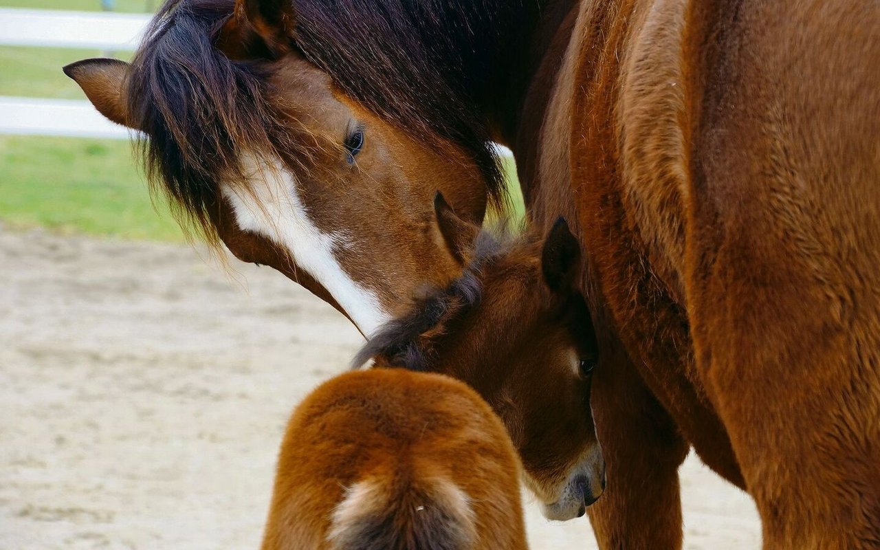 Freiberger sind unkomplizierte, ausgeglichene, robuste und äusserst vielseitige Pferde.  