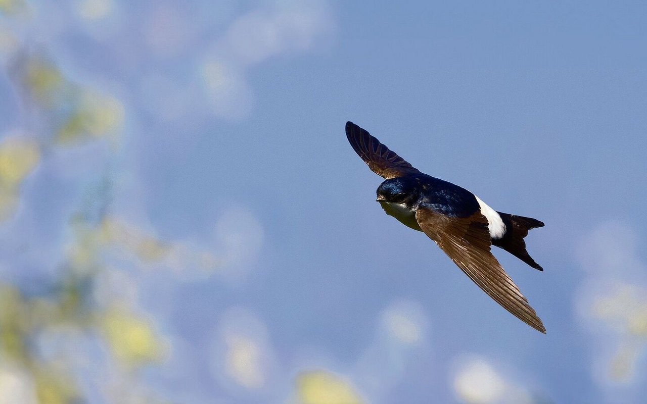 Mehlschwalben verbringen den Winter in Afrika und brüten im Sommer in der Schweiz. 