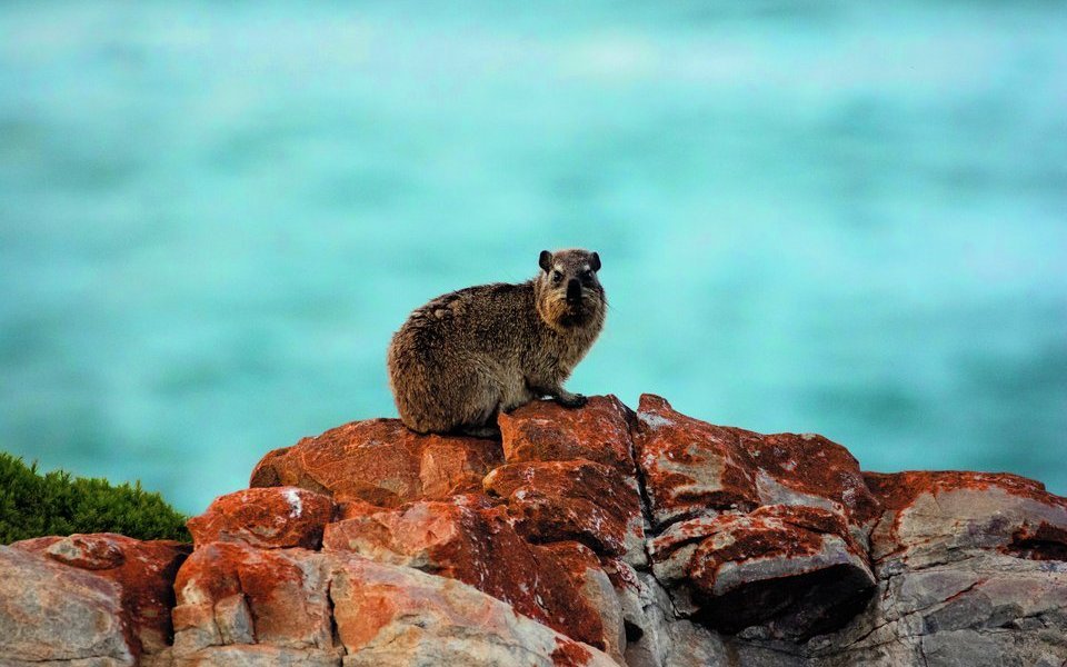 Buschschliefer sind am weissen Streifen über dem Auge zu erkennen und halten sich gerne auf Granitfelsen in der afrikanischen Savanne auf. Bei Gefahr verstecken sie sich in Höhlen. 