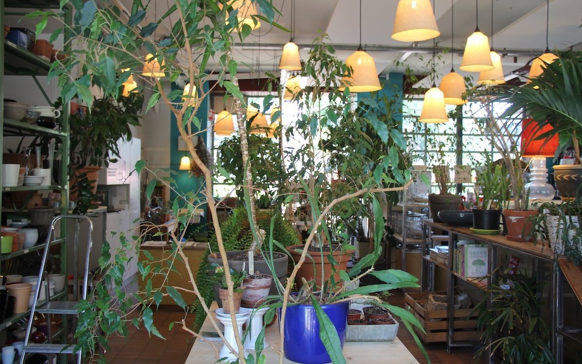 Eine grosse Auswahl an Gewächsen und Zubehör im Pflanzenbrocki Bern. 