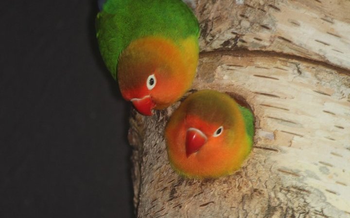 Pfirsichköpfchen tragen in Nistkästen Nistmaterial wie Zweige und Blätter ein und bauen damit eine Nistkammer. 