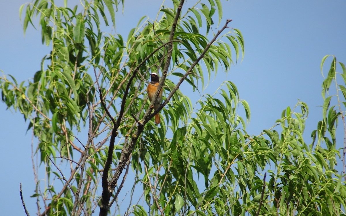 Der Gartenrotschwanz hat sich in der Stadt La Chaux-de-Fonds wieder angesiedelt, nachdem entsprechende Massnahmen ergriffen wurden. Die Stadt kann Lebensraum für Tierarten werden. 