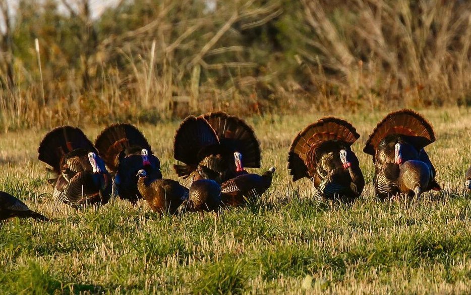 Wildtruten im US-Bundesstaat Wisconsin, sechs Hähne balzen um Weibchen.