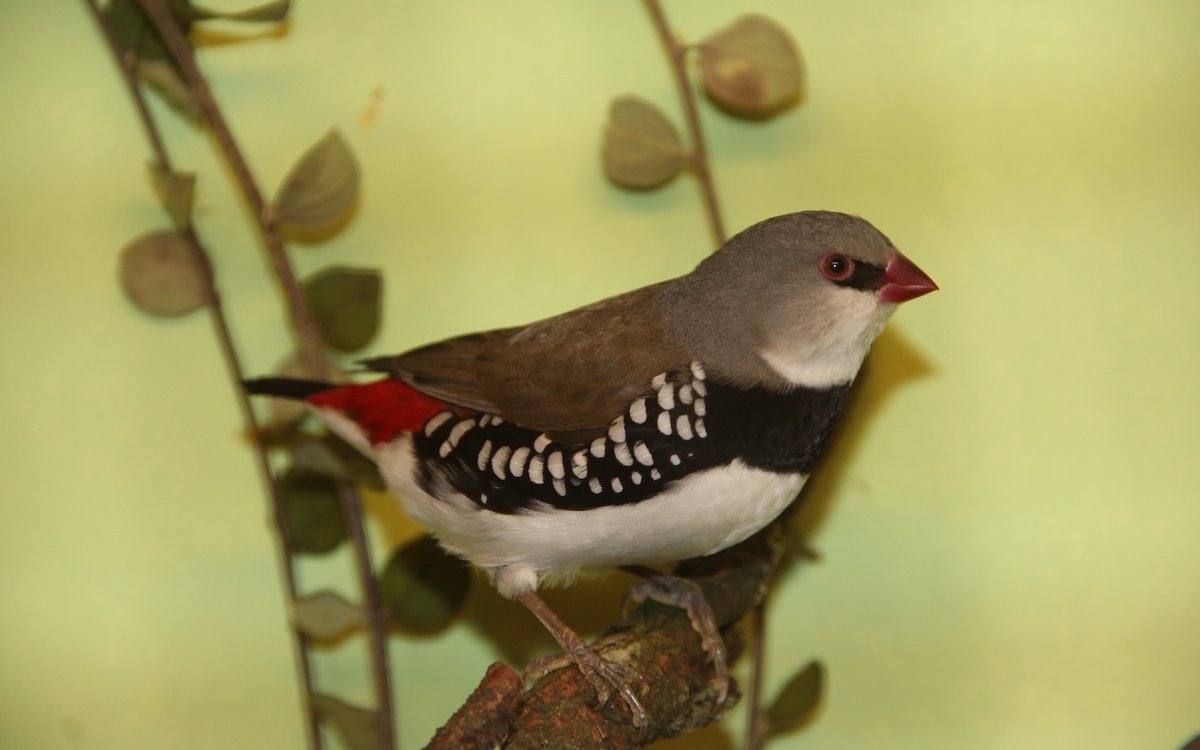 Ein Vertreter der Prachtfinken Australiens: Diamantfink.