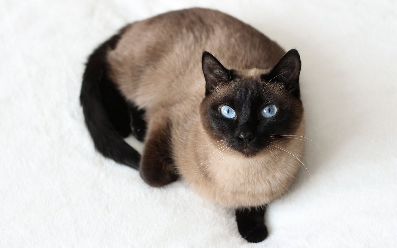 Die kräftiger gebaute Thaikatze führt die ursprüngliche Linie der Siamkatzen weiter.