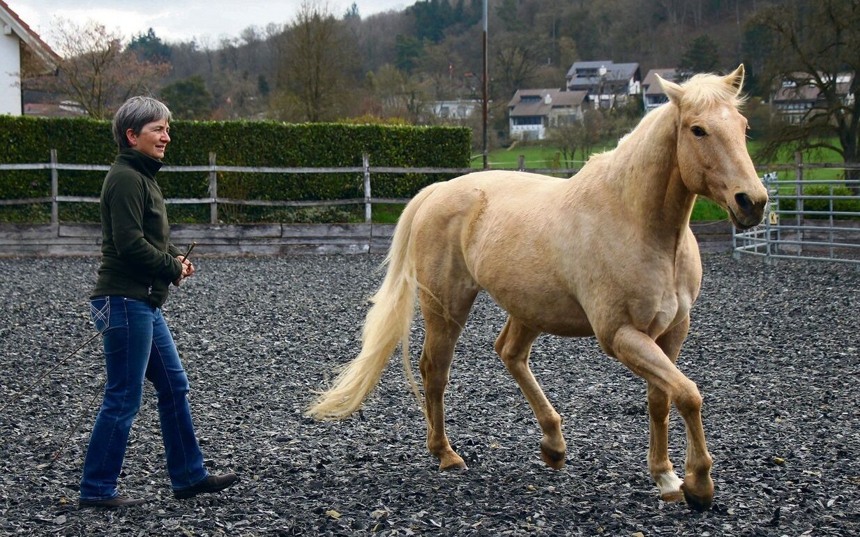 In der Freiheitsdressur besteht eine unsichtbare Verbindung zwischen Mensch und Tier. 